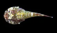 Galapagos clingfish (Arcos poecilophthalmos)