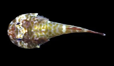 Galapagos clingfish (Arcos poecilophthalmos)