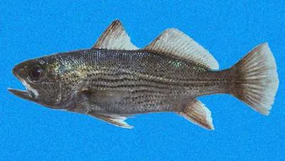 Galapagos croaker (Odontoscion eurymesops)