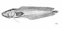 Galapagos cuskeel (Ogilbia galapagosensis)