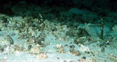 Galapagos garden eel (Heteroconger klausewitzi)