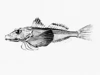 Galapagos gurnard (Prionotus miles)
