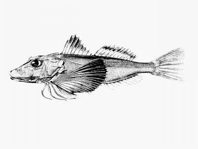 Galapagos gurnard (Prionotus miles)