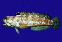 Galapagos jawfish (Opistognathus galapagensis)