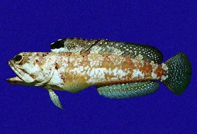 Galapagos jawfish (Opistognathus galapagensis)