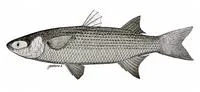 Galapagos mullet (Mugil galapagensis)