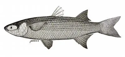 Galapagos mullet (Mugil galapagensis)