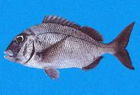 Galapagos porgy (Calamus taurinus)