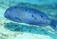 Galapagos razorfish (Xyrichtys victori)