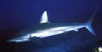 Galapagos shark (Carcharhinus galapagensis)