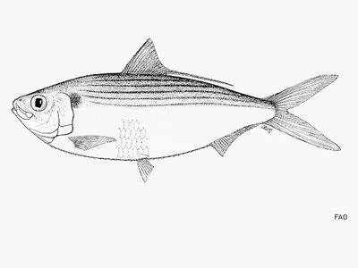 Galapagos thread herring (Opisthonema berlangai)