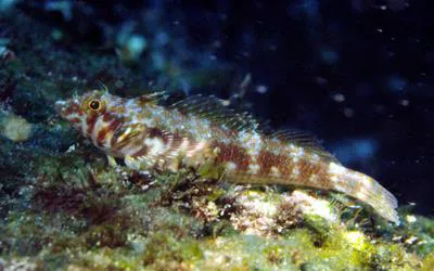 Galapagos triplefin blenny (Lepidonectes corallicola)