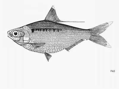 Galathea gizzard shad (Nematalosa galatheae)