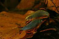 Galaxy rasbora (Danio margaritatus)