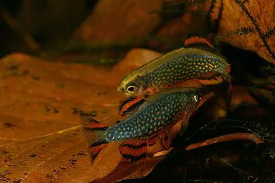 Galaxy rasbora (Danio margaritatus)