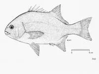 Galjoen (Dichistius capensis)