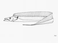Ganges hairtail (Trichiurus gangeticus)