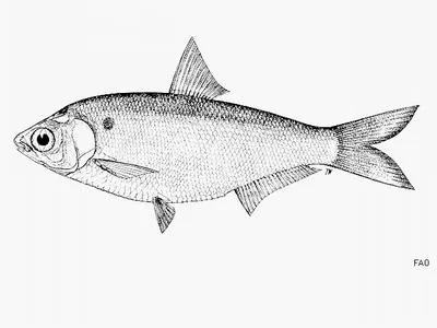 Ganges river gizzard shad (Gonialosa manmina)