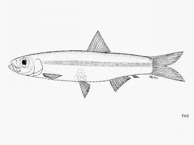 Ganges river sprat (Corica soborna)