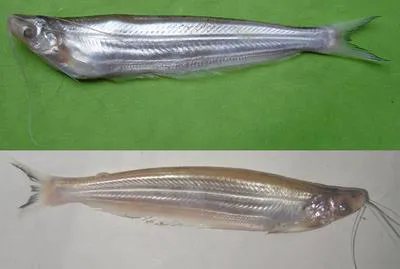 Gangetic ailia (Ailia coila)