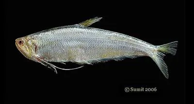 Gangetic hairfin anchovy (Setipinna phasa)