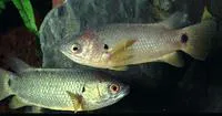 Gangetic koi (Anabas cobojius)
