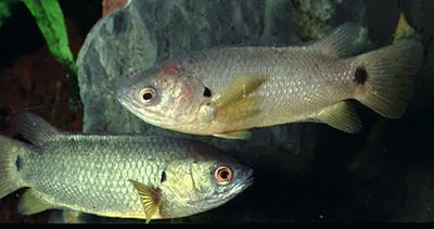 Gangetic koi (Anabas cobojius)