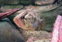 Gangetic leaffish (Nandus nandus)