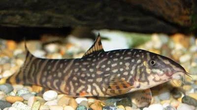 Gangetic loach (Botia rostrata)