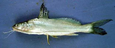Gangetic mystus (Mystus cavasius)