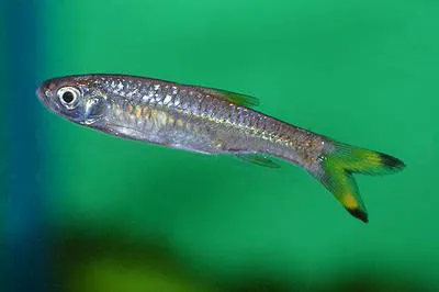 Gangetic scissortail rasbora (Rasbora rasbora)