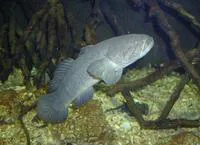 Gangetic sleeper (Odonteleotris macrodon)