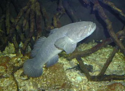 Gangetic sleeper (Odonteleotris macrodon)