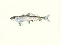 Gaper (Champsodon capensis)