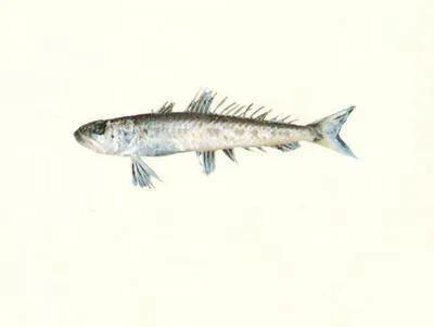 Gaper (Champsodon capensis)