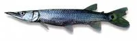Gar characin (Ctenolucius hujeta)