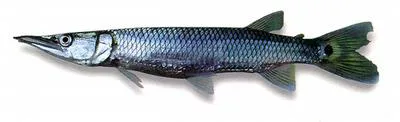 Gar characin (Ctenolucius hujeta)