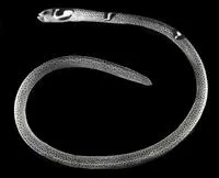 Garden eel (Heteroconger cobra)