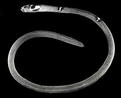 Garden eel (Heteroconger cobra)