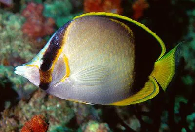 Gardner's butterflyfish (Chaetodon gardineri)