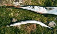Garfish (Belone belone)