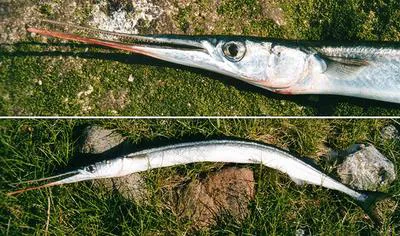 Garfish (Belone belone)