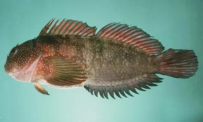 Gargantuan blenny (Cirripectes obscurus)