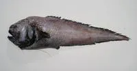 Gargoyle cusk (Xyelacyba myersi)