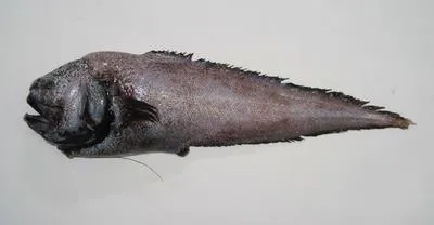 Gargoyle cusk (Xyelacyba myersi)