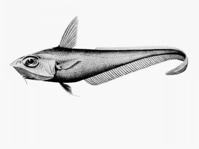 Gargoyle fish (Coelorinchus mirus)