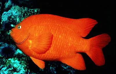 Garibaldi damselfish (Hypsypops rubicundus)