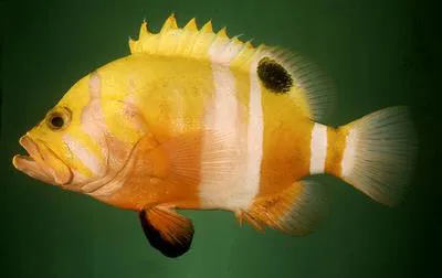 Garish hind (Cephalopholis igarashiensis)