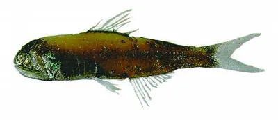 Garman's lanternfish (Diaphus garmani)