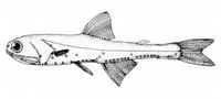 Garnet lanternfish (Stenobrachius nannochir)